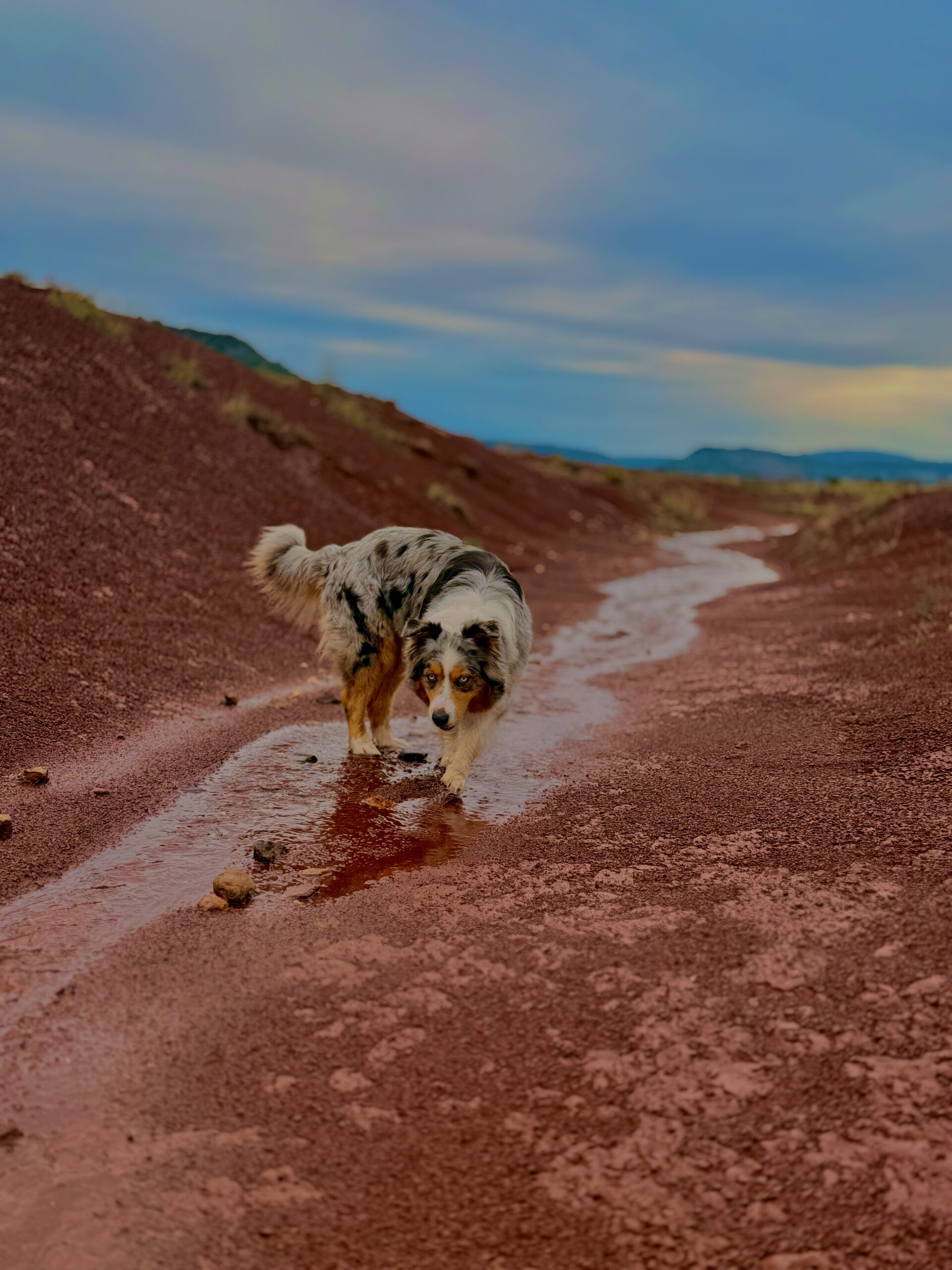 Femelle Oundra de Husky du Vercors blanche yeux bleus