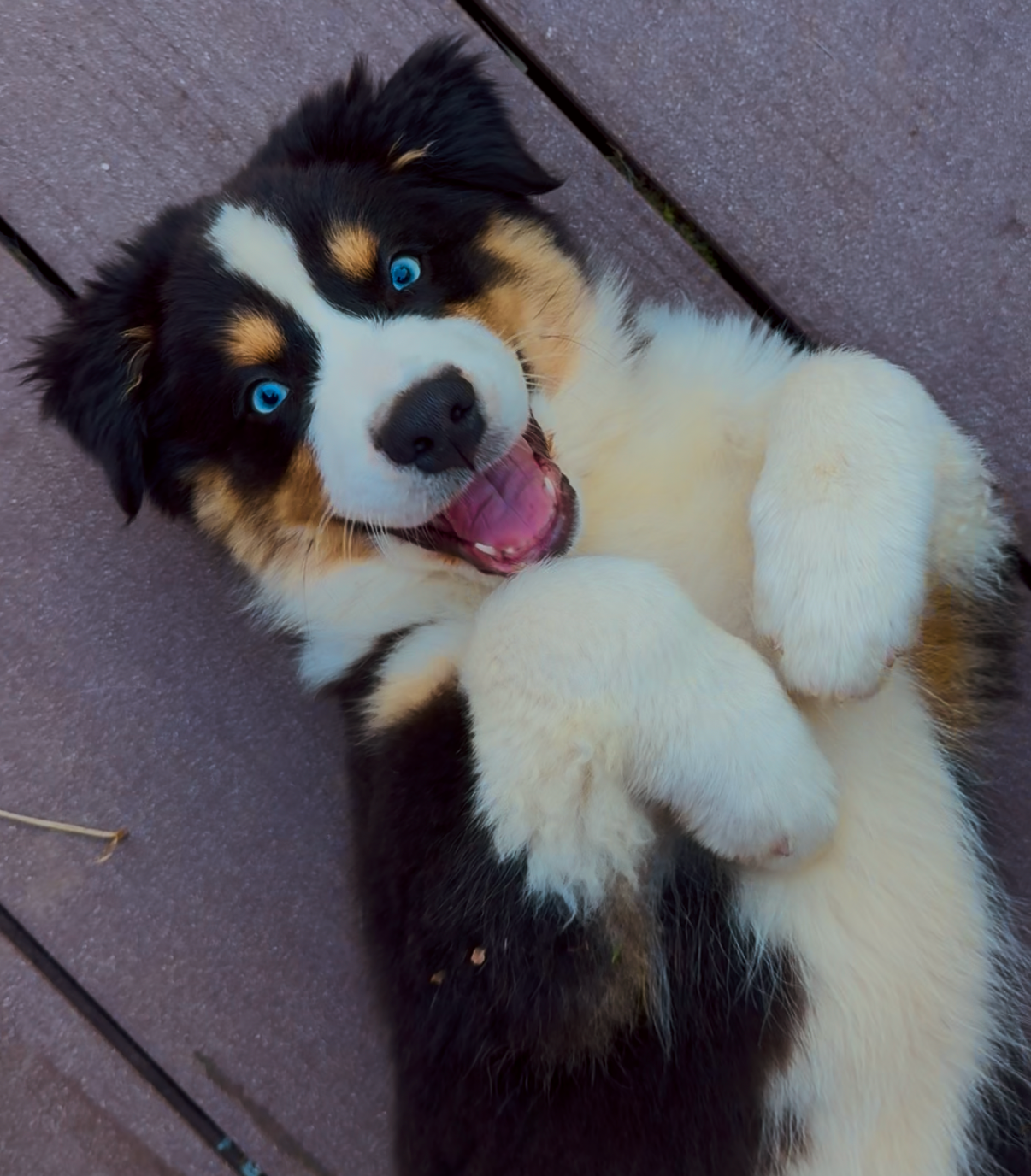 IMG_1800 Trois jeunes chiots Husky à acheter