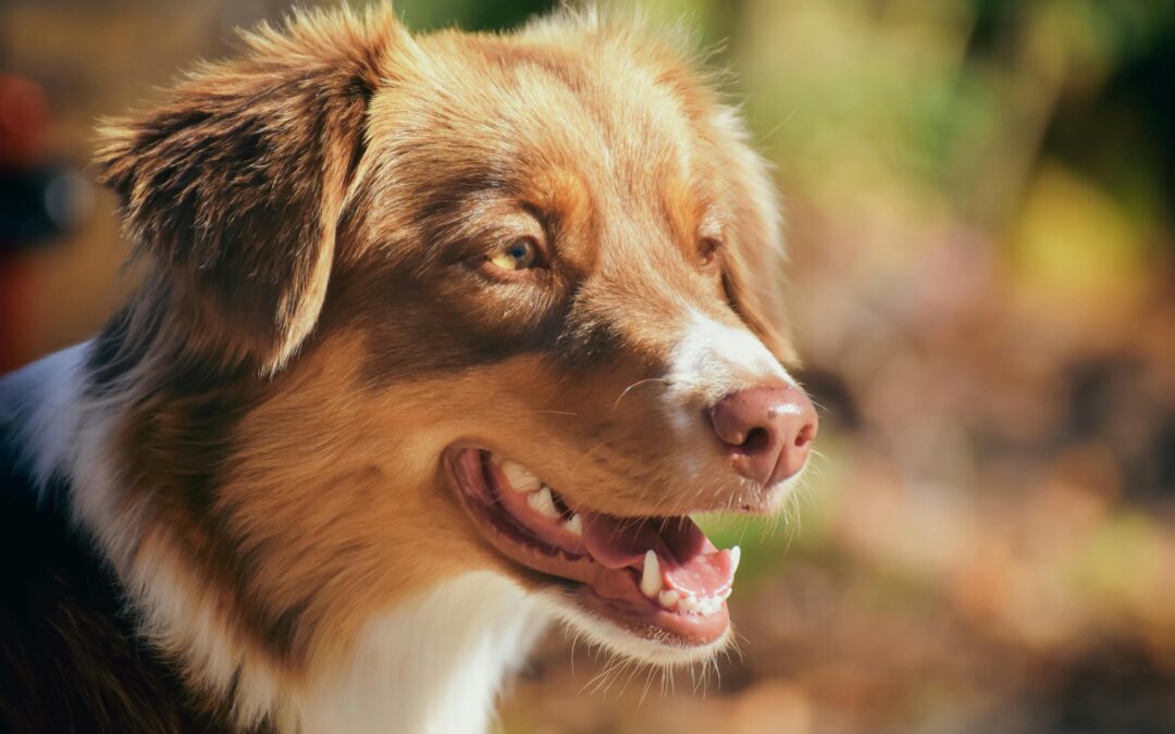 Éducation du Berger Australien : les clés de la réussite