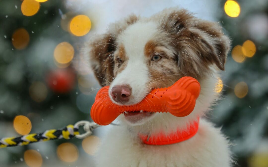 Jouets, accessoires et matériel pour chiot Berger Australien
