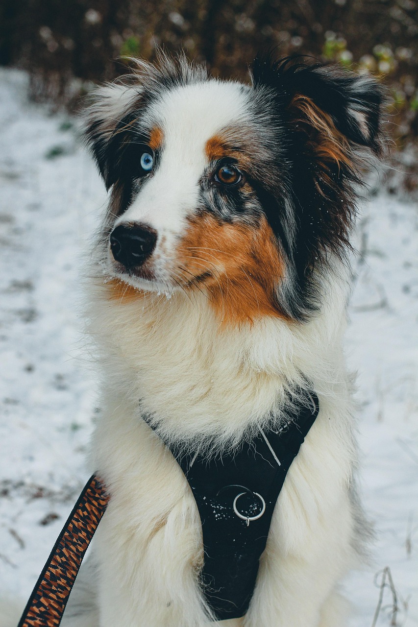 animal-7834162_1280