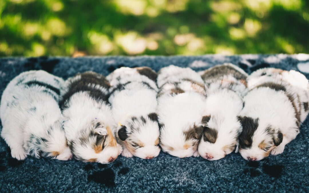Chiots Berger Australien à vendre sur Le Bon Coin : attention aux arnaques !