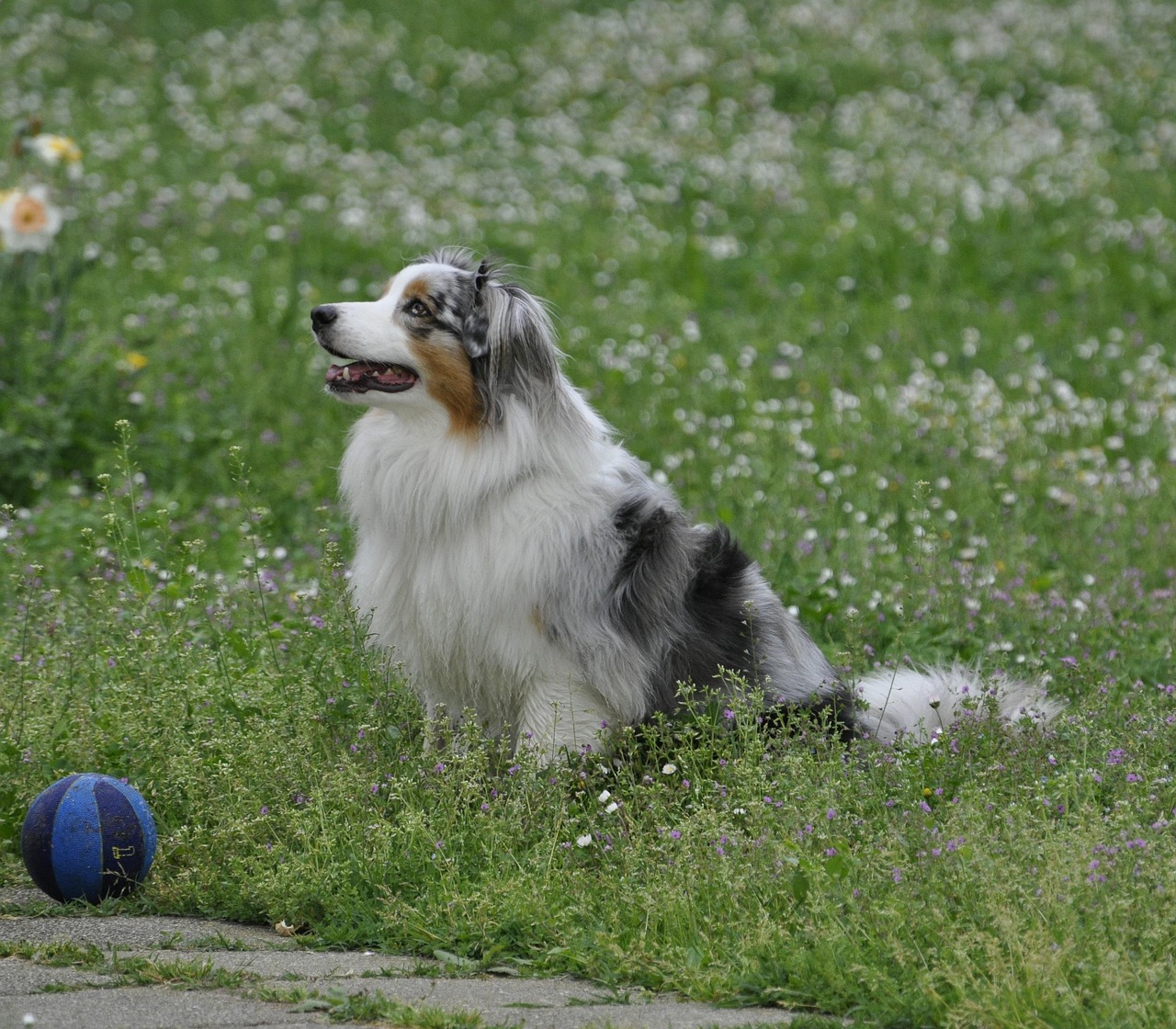 australian-shepherd-8698054_1280