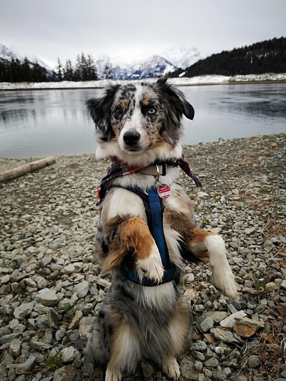 dog-3863782_1280