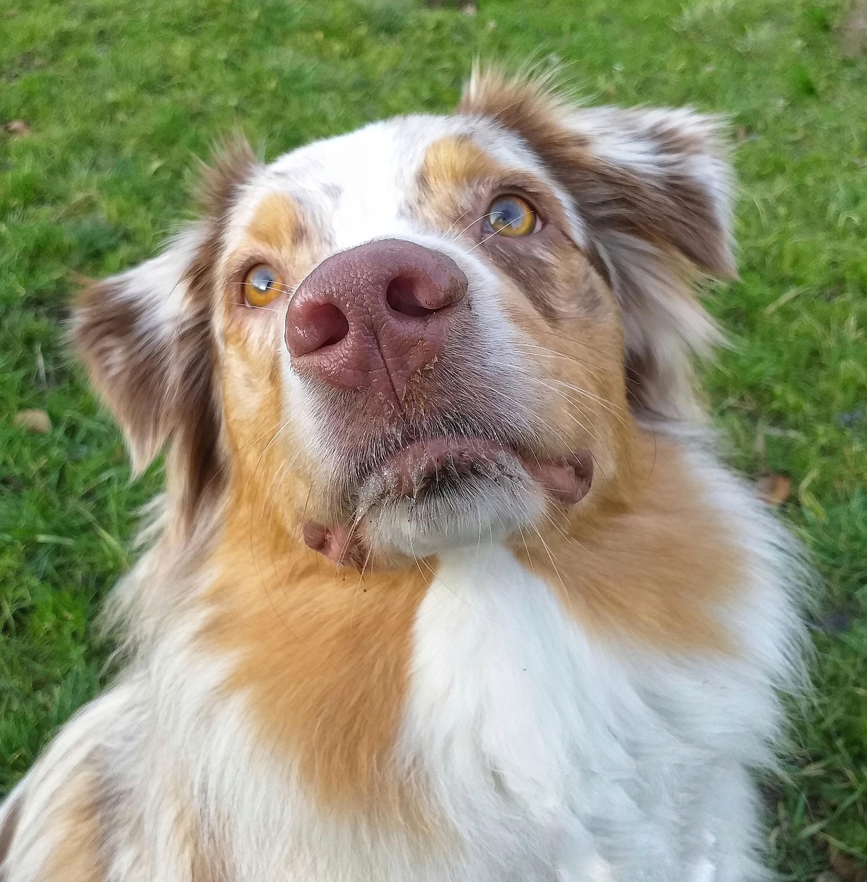 dog-5088877_1280
