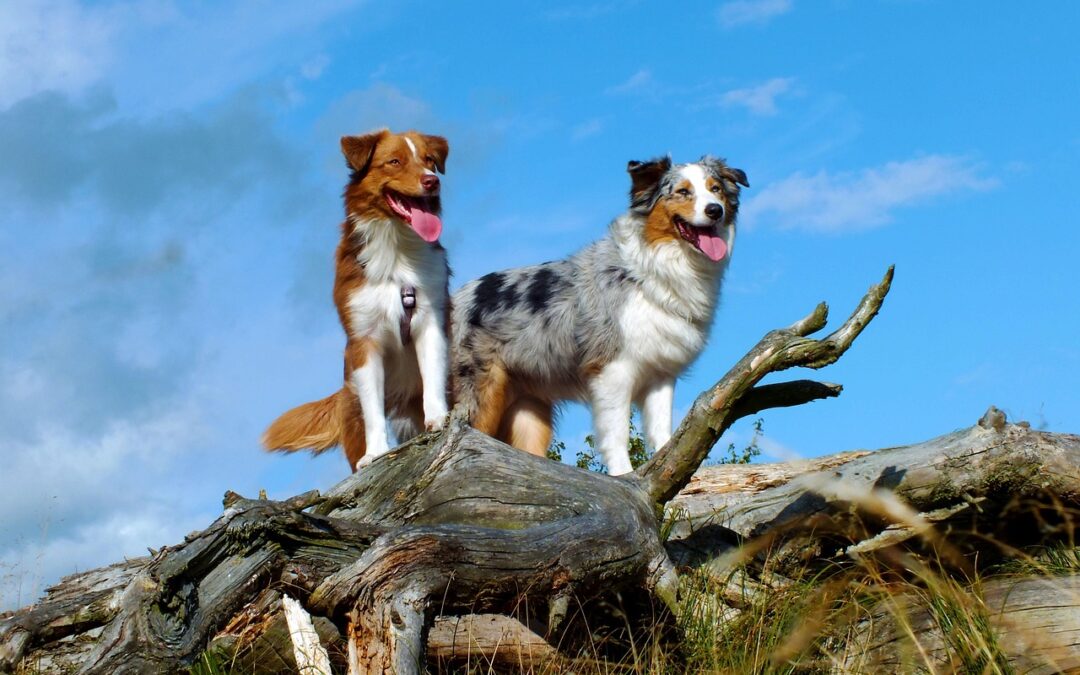 Le Berger Australien, une beauté aux mille couleurs
