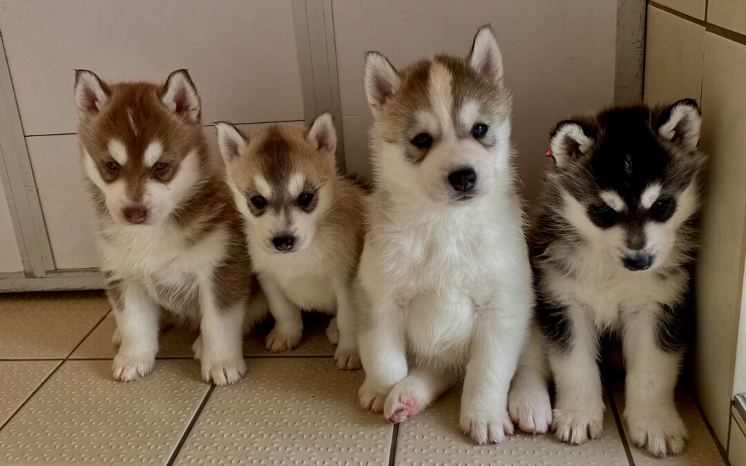 Mon autre élevage Husky de Sibérie LOF- Husky du Vercors