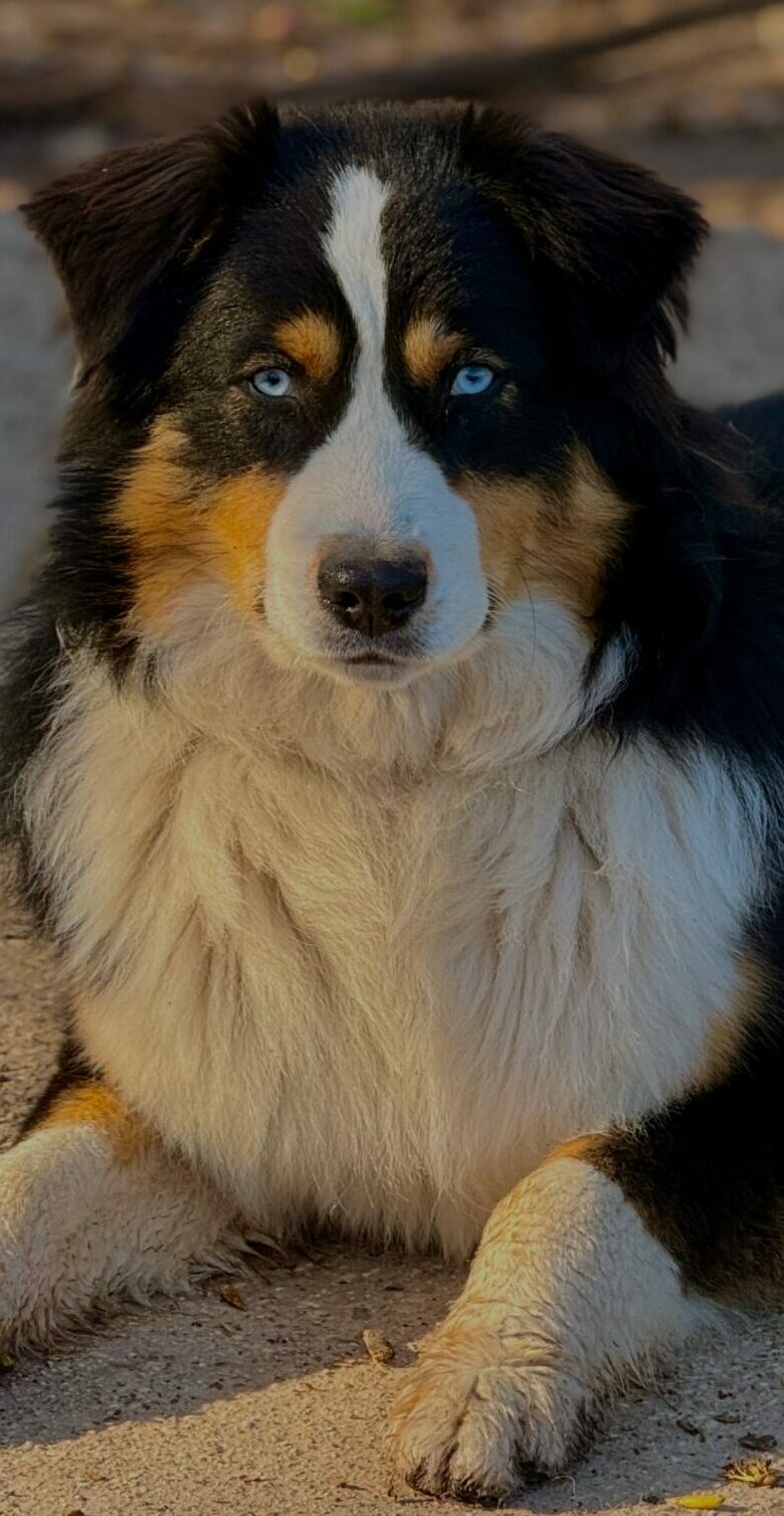 Inna de Husky du Vercors