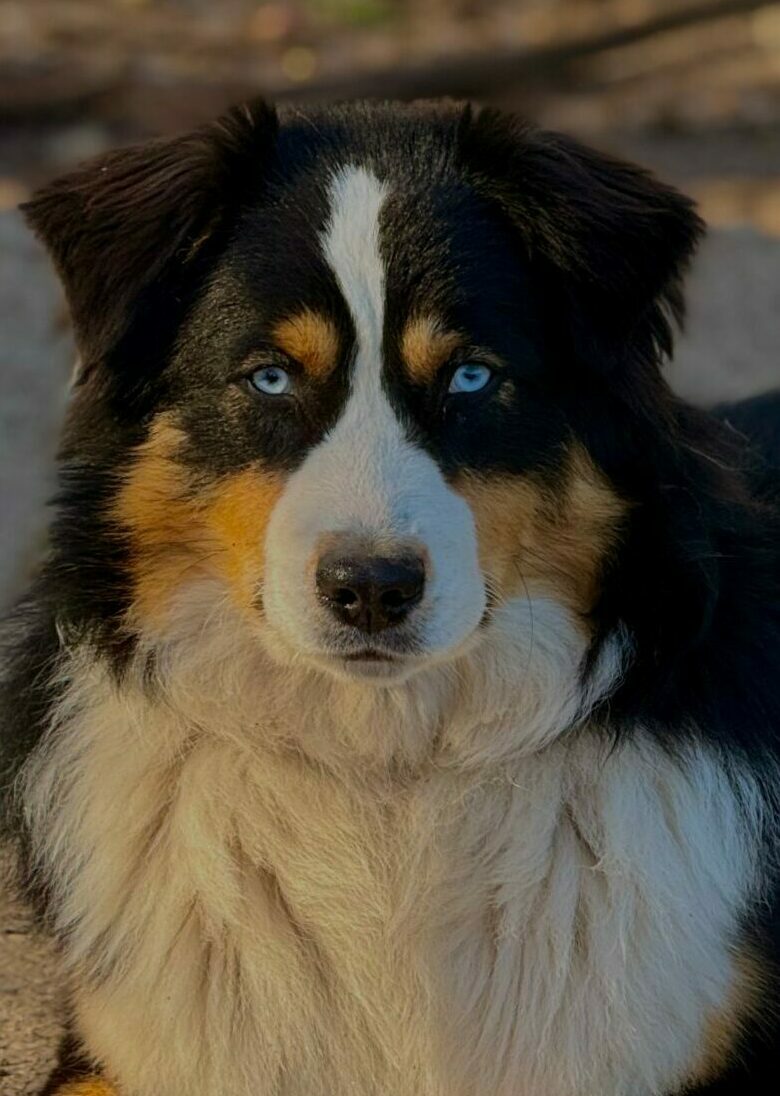 Inna de Husky du Vercors