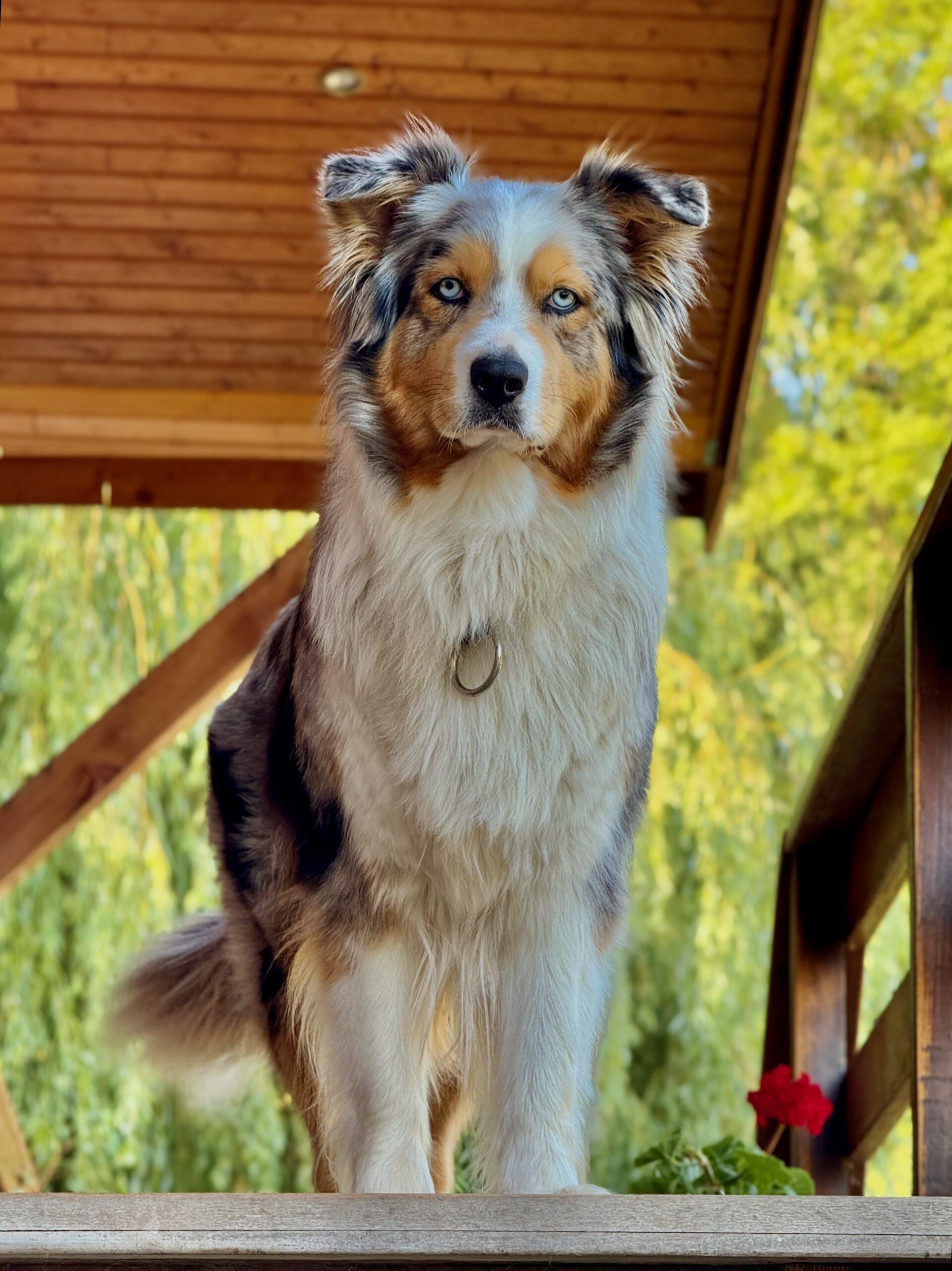 Femelle Oundra de Husky du Vercors blanche yeux bleus