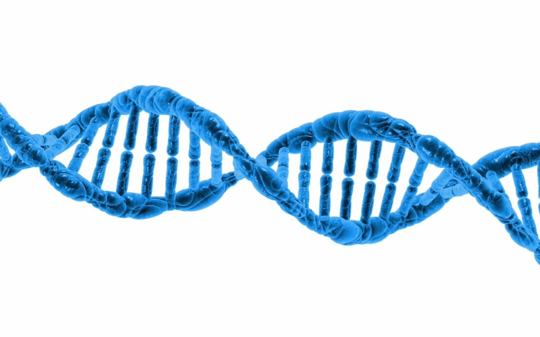 La mutation génétique MDR1 chez le Berger Australien : comprendre sans s&rsquo;inquiéter